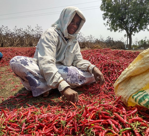 Januboina Ankalamma separating the mirchi according to grade in the farm of Rami Reddy