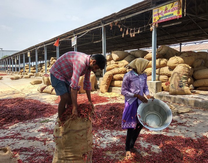 Mirchi being stuffed in jute bags by the workers in the yard