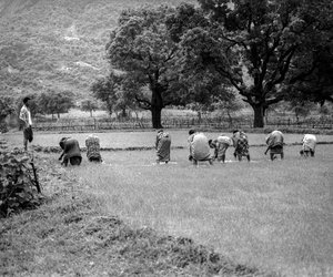 Women bending and working in the fields