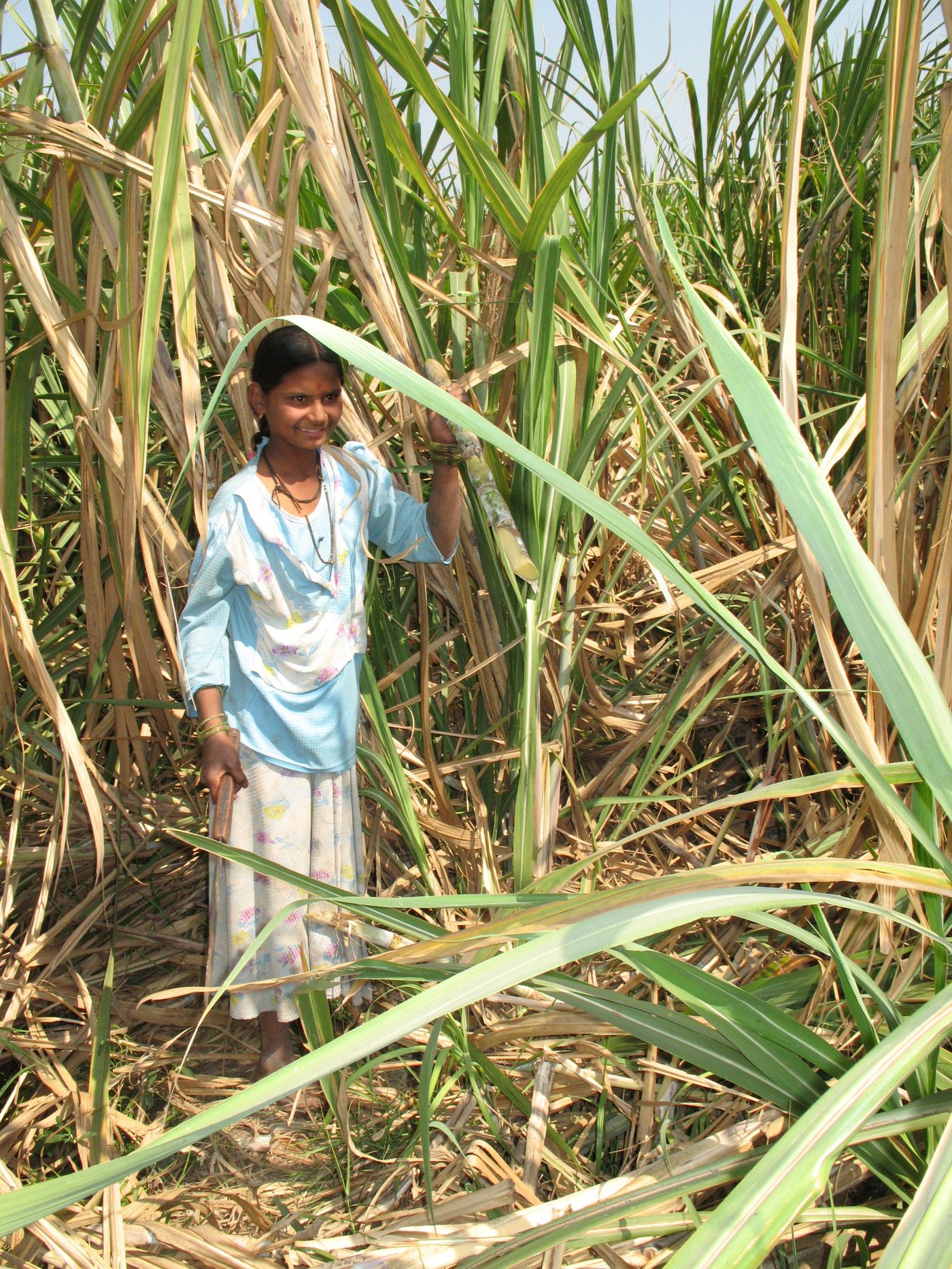 Rukhmini Shingte  cutting sugarcane stalks