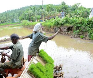 Woman throwing paddy mat on rice field 