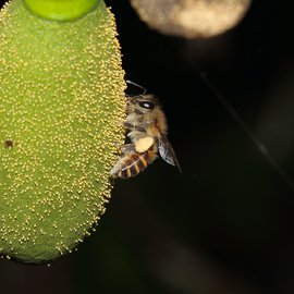 India is seeing huge declines in native insect species – several of them tied closely to our food security. But it’s hard to get humans viewing insects with the warmth they reserve for, say, furry mammals