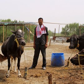 Tamezuddin Mandal with his cross-breed cows