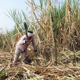 Man cutting sugarcane in a field