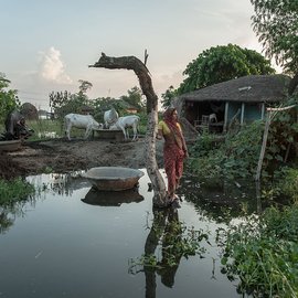 Woman standing in between submerged land with cows and hut in background