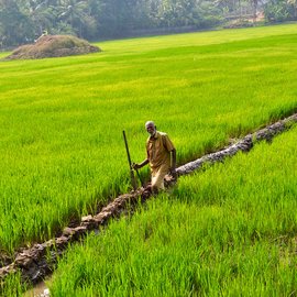 Purushottaman (He was hesitant to give us his full name because he was conscious of the caste he came from), a 75 year old skilled farmer in Alappuzha district works as an agricultural labourer on Jose George's farm in Kalathilkadavu