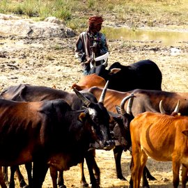 Cowherd and his cattle