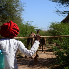 Fuyaramji shepherds the camels throughout the day