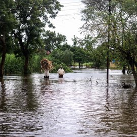 Farmer carrying crops