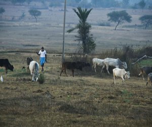 A Santal man takes his cattle back home

