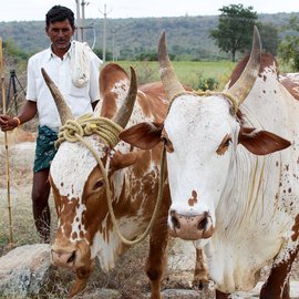 Man with his cattle