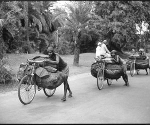 Line of coal carriers carrying coal on a cycle 